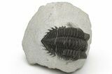 Coltraneia Trilobite Fossil - Huge Faceted Eyes #229846-1